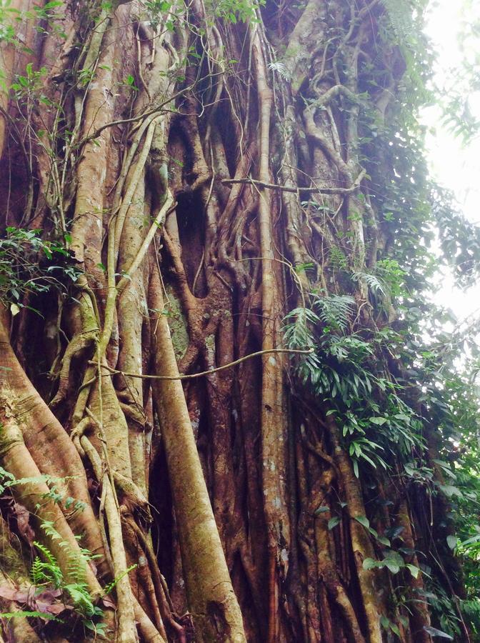 Natural Mystic Sanctuary Deniyaya Dış mekan fotoğraf