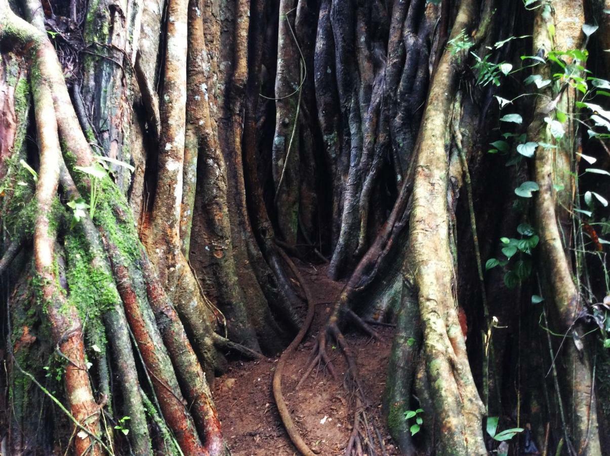 Natural Mystic Sanctuary Deniyaya Dış mekan fotoğraf